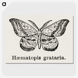 1-46_Moths-and-Butterflies-of-the-United-States_picture-crop