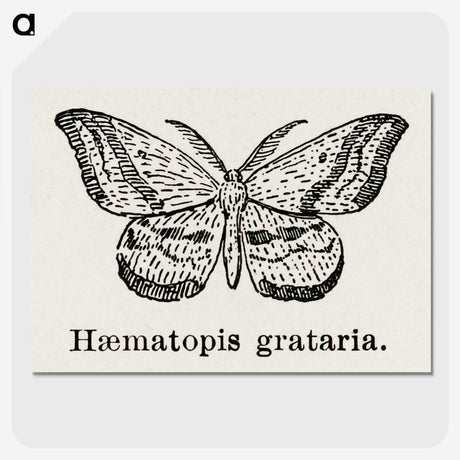 1-46_Moths-and-Butterflies-of-the-United-States_picture-crop