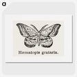 1-46_Moths-and-Butterflies-of-the-United-States_picture