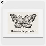 1-46_Moths-and-Butterflies-of-the-United-States_picture