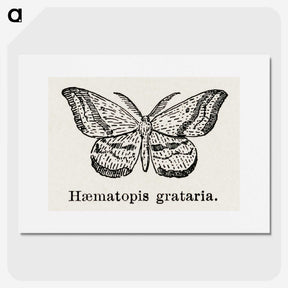 1-46_Moths-and-Butterflies-of-the-United-States_picture