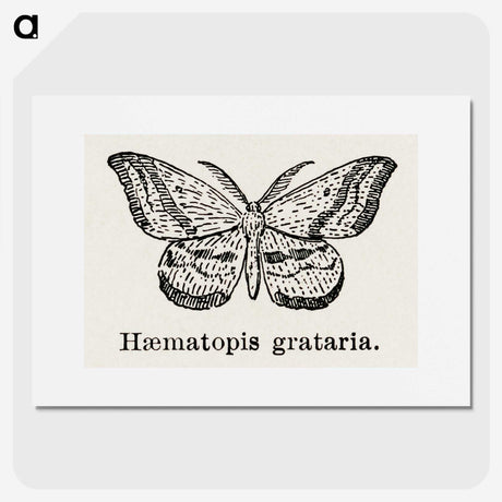 1-46_Moths-and-Butterflies-of-the-United-States_picture