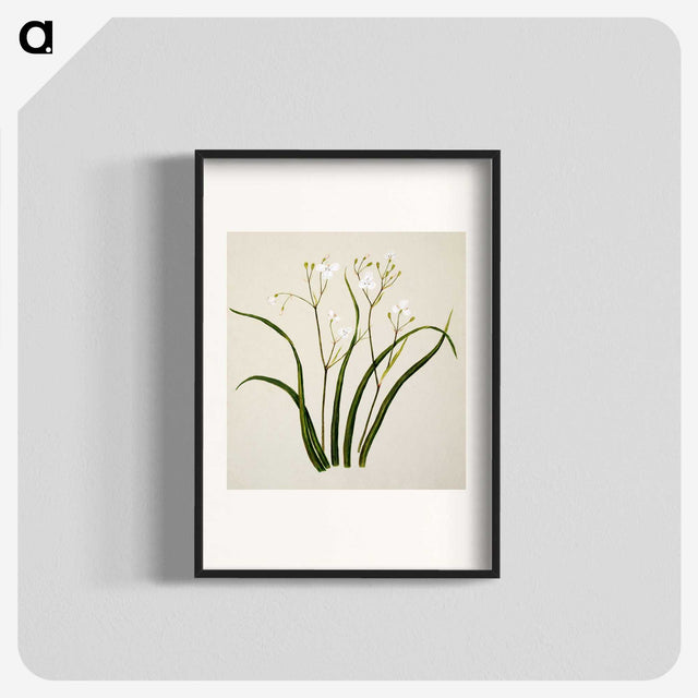 1-46_Native-Flowering-Plants-of-New-Zealand_blk