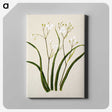 1-46_Native-Flowering-Plants-of-New-Zealand_canvas