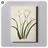 1-46_Native-Flowering-Plants-of-New-Zealand_canvas