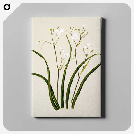 1-46_Native-Flowering-Plants-of-New-Zealand_canvas