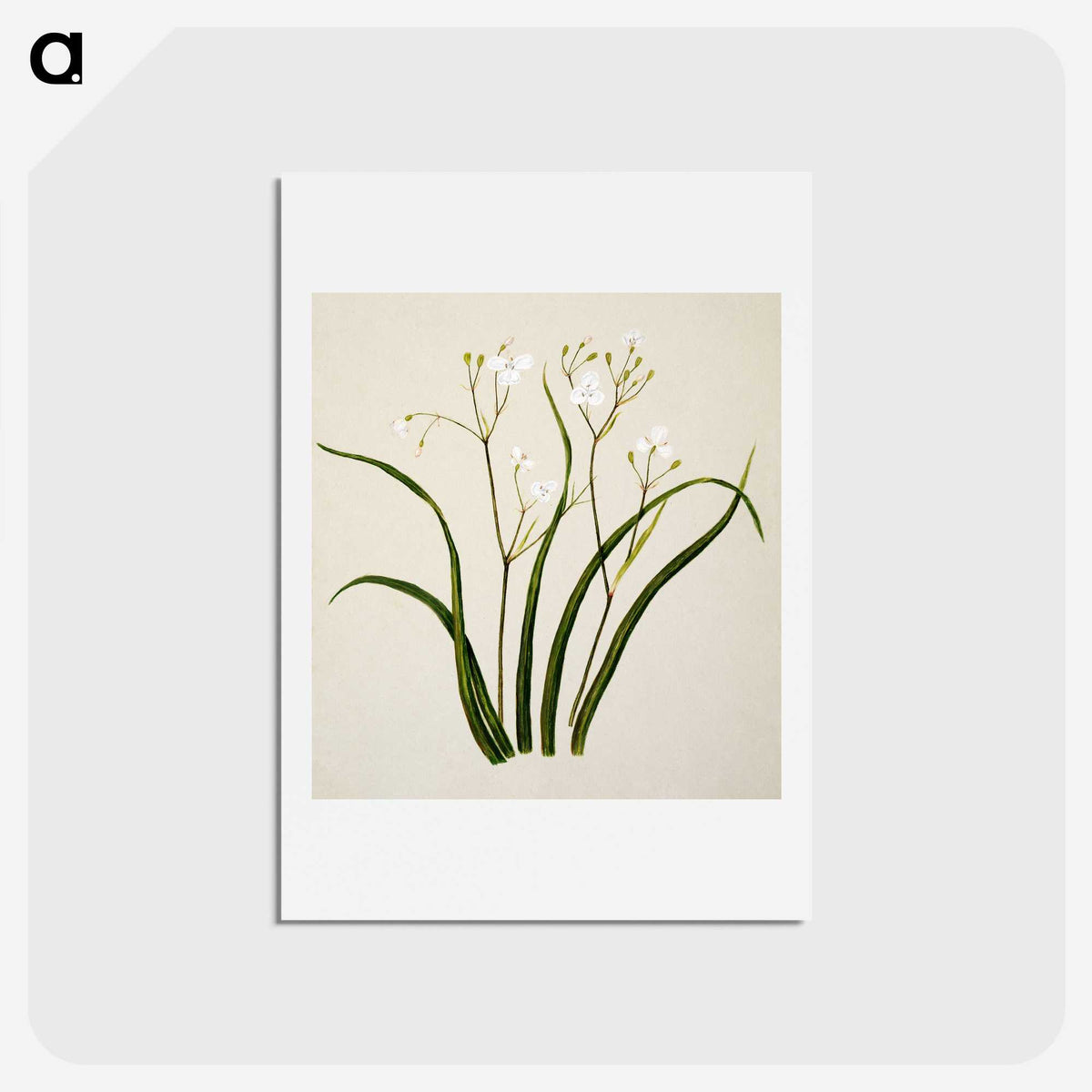 1-46_Native-Flowering-Plants-of-New-Zealand_hagaki