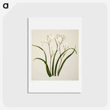1-46_Native-Flowering-Plants-of-New-Zealand_hagaki