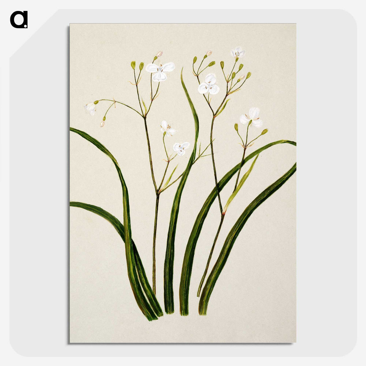 1-46_Native-Flowering-Plants-of-New-Zealand_picture-crop