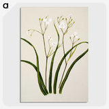 1-46_Native-Flowering-Plants-of-New-Zealand_picture-crop