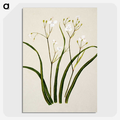 1-46_Native-Flowering-Plants-of-New-Zealand_picture-crop