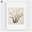 1-46_Native-Flowering-Plants-of-New-Zealand_picture