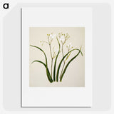 1-46_Native-Flowering-Plants-of-New-Zealand_picture