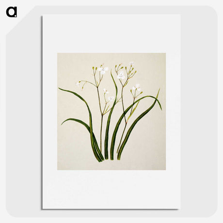 1-46_Native-Flowering-Plants-of-New-Zealand_picture