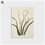 1-46_Native-Flowering-Plants-of-New-Zealand_postcard