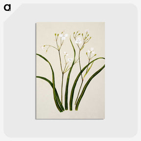 1-46_Native-Flowering-Plants-of-New-Zealand_postcard