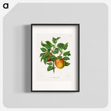 1-46_Nederlandsche-Flora-en-Pomona_blk