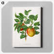 1-46_Nederlandsche-Flora-en-Pomona_canvas