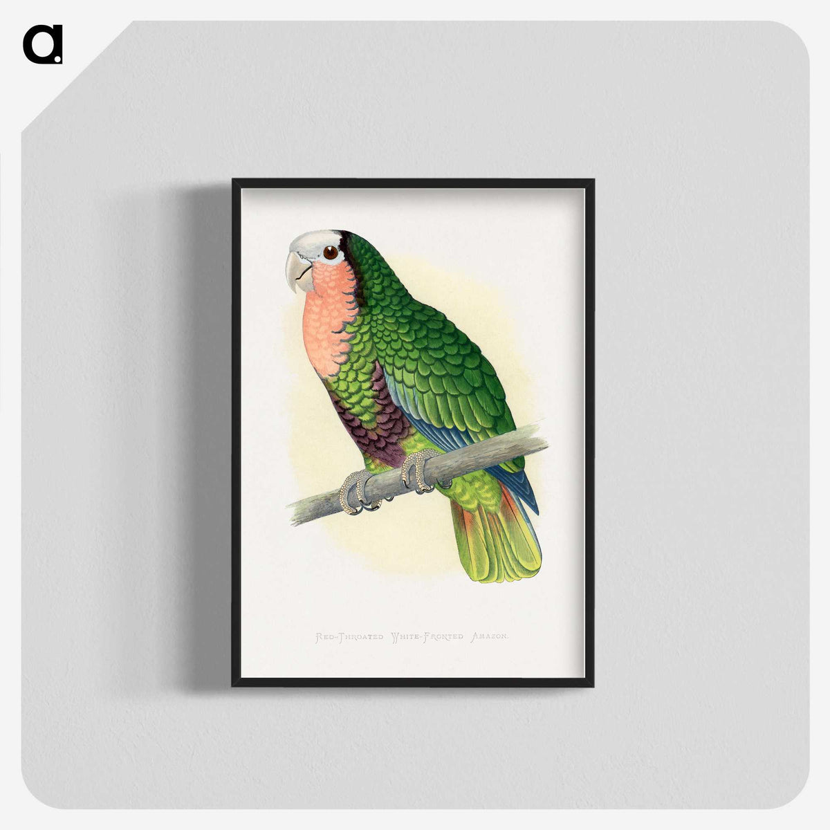 1-46_Parrots-in-Captivity_blk-crop