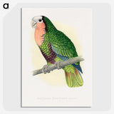 1-46_Parrots-in-Captivity_picture-crop