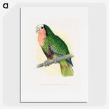 1-46_Parrots-in-Captivity_picture