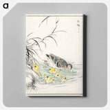 アートパネル-Duck Illustration
 - 鳥類図鑑 Canvas.