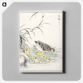 アートパネル-Duck Illustration
 - 鳥類図鑑 Canvas.