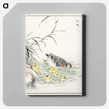 アートパネル-Duck Illustration
 - 鳥類図鑑 Canvas.