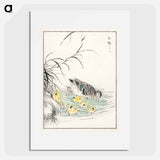 アートポスター-Duck Illustration
 - 鳥類図鑑 Poster.