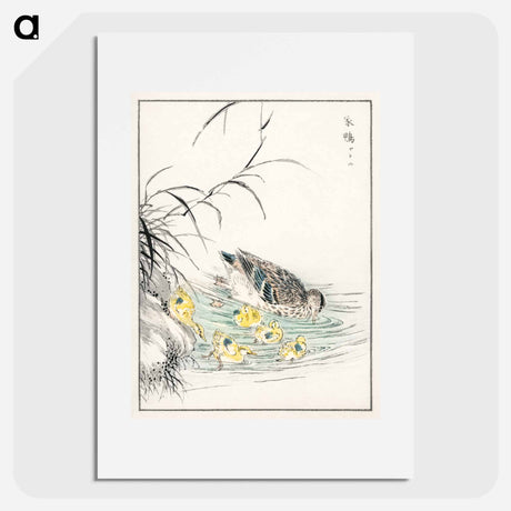 アートポスター-Duck Illustration
 - 鳥類図鑑 Poster.