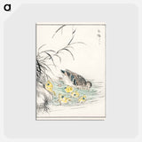 アートポストカード-Duck Illustration
 - 鳥類図鑑 Postcard.