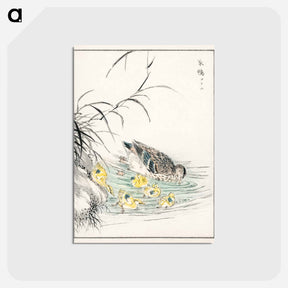 アートポストカード-Duck Illustration
 - 鳥類図鑑 Postcard.
