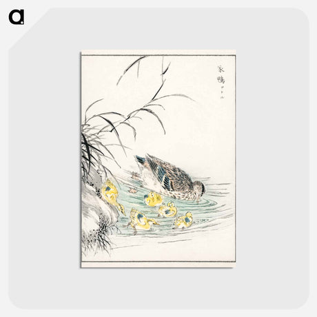 アートポストカード-Duck Illustration
 - 鳥類図鑑 Postcard.