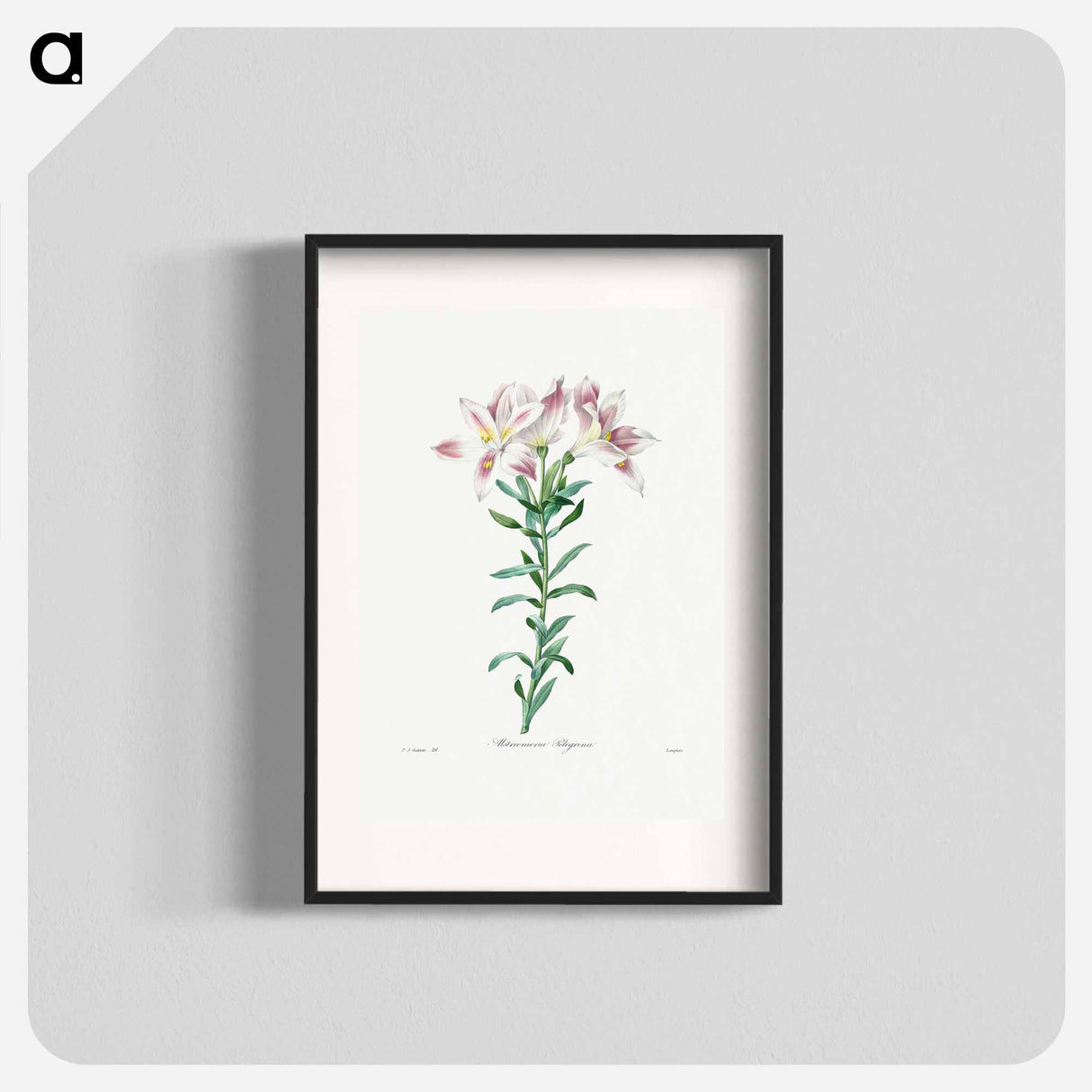 Peruvian Lily - ピエール ジョゼフ ルドゥーテ Poster.