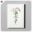 アートパネル-Peruvian Lily - ピエール ジョゼフ ルドゥーテ Canvas.