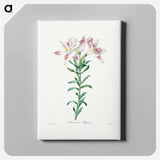 アートパネル-Peruvian Lily - ピエール ジョゼフ ルドゥーテ Canvas.