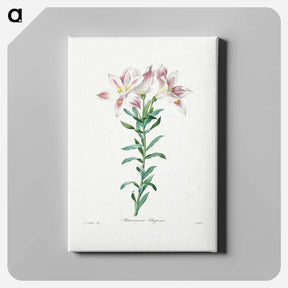 アートパネル-Peruvian Lily - ピエール ジョゼフ ルドゥーテ Canvas.