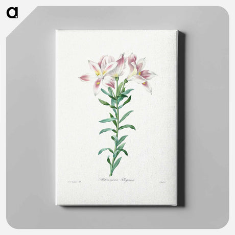 アートパネル-Peruvian Lily - ピエール ジョゼフ ルドゥーテ Canvas.