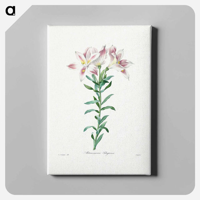 アートパネル-Peruvian Lily - ピエール ジョゼフ ルドゥーテ Canvas.