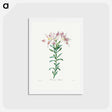 アートポストカード-Peruvian Lily - ピエール ジョゼフ ルドゥーテ Postcard.
