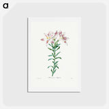 アートポストカード-Peruvian Lily - ピエール ジョゼフ ルドゥーテ Postcard.