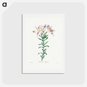 アートポストカード-Peruvian Lily - ピエール ジョゼフ ルドゥーテ Postcard.