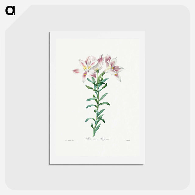 アートポストカード-Peruvian Lily - ピエール ジョゼフ ルドゥーテ Postcard.