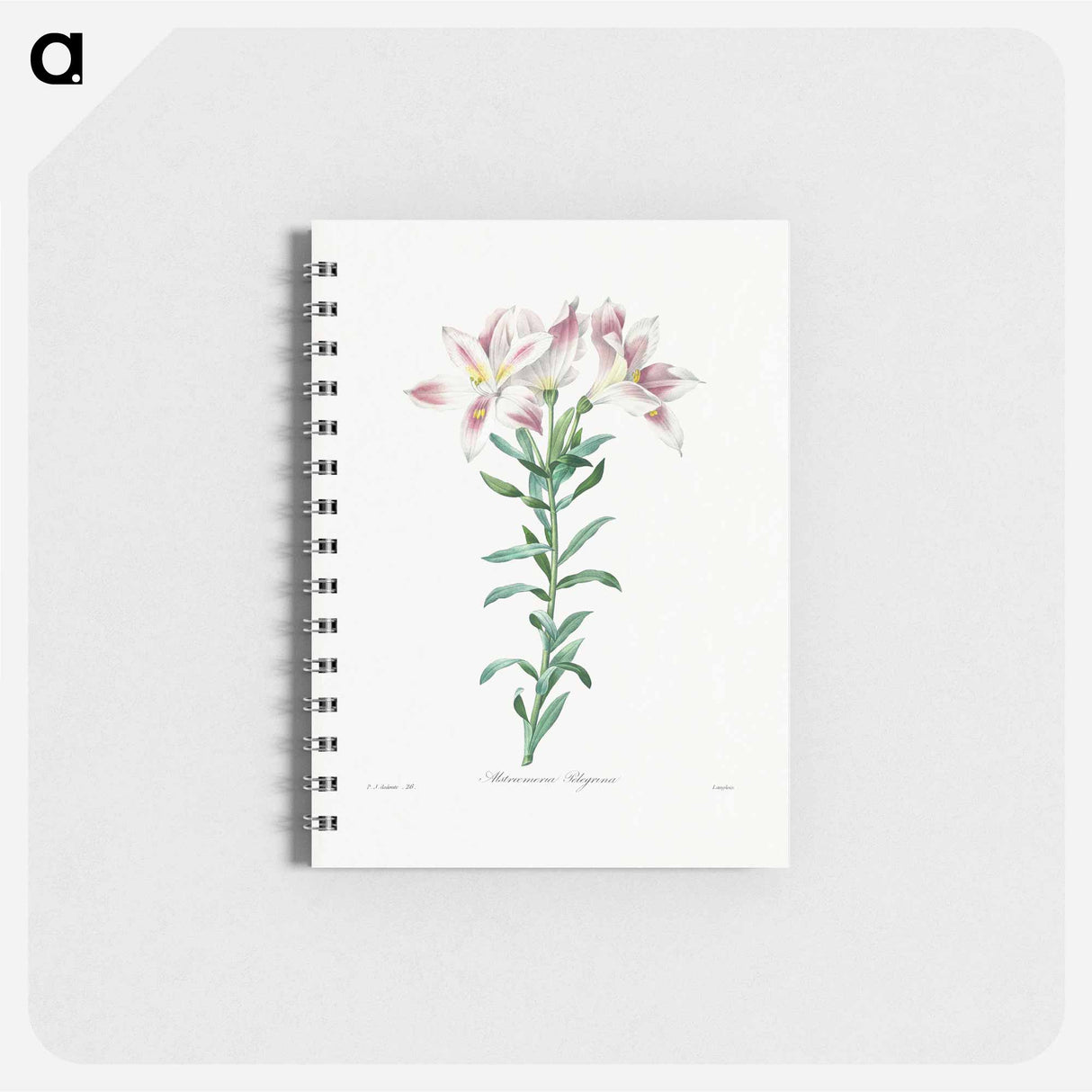 Peruvian Lily - ピエール ジョゼフ ルドゥーテ Memo.