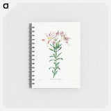 Peruvian Lily - ピエール ジョゼフ ルドゥーテ Memo.