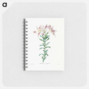 アートメモ帳-Peruvian Lily - ピエール ジョゼフ ルドゥーテ Memo.