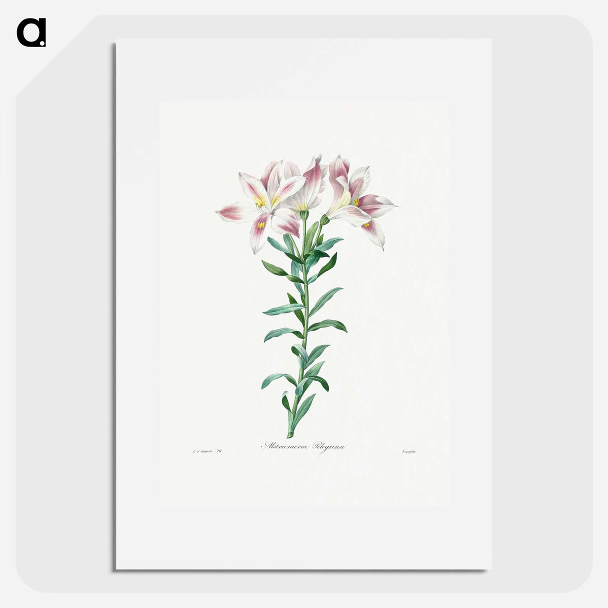 Peruvian Lily - ピエール ジョゼフ ルドゥーテ Poster.