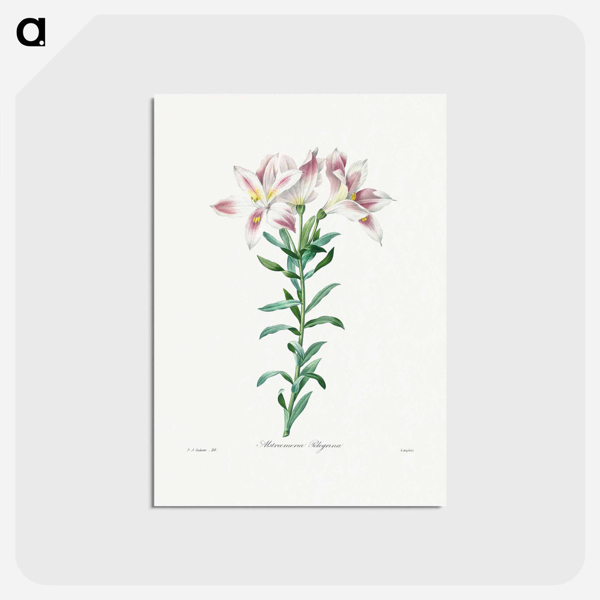 アートポストカード-Peruvian Lily - ピエール ジョゼフ ルドゥーテ Postcard.