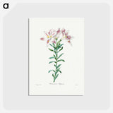 アートポストカード-Peruvian Lily - ピエール ジョゼフ ルドゥーテ Postcard.