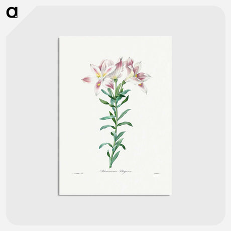アートポストカード-Peruvian Lily - ピエール ジョゼフ ルドゥーテ Postcard.